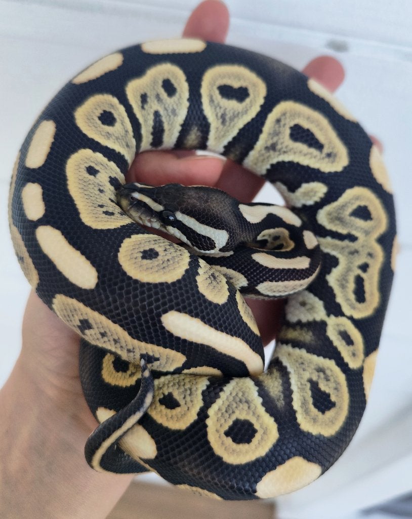 0.1 Cinnamon DG - Python regius, Dieren en Toebehoren, Slang, Tam, 0 tot 2 jaar