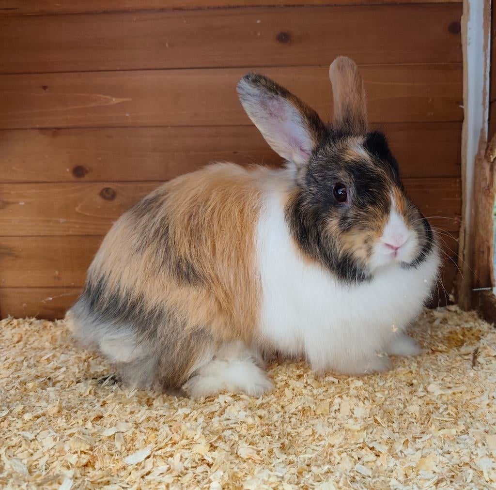 Gratis Koppeltje 🐰🐰 zoekt nieuwe thuis 🏠, Dieren en Toebehoren, Konijnen