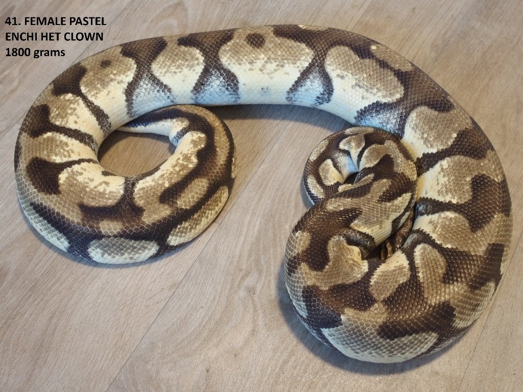 Koningspythons halfwas en kweekdieren deel 2 Ball Python photo 10