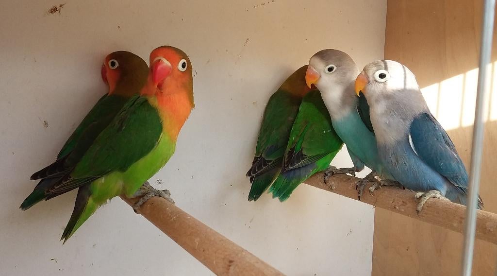 AGAPORNIS FISCHERI, Dieren en Toebehoren, Geslacht onbekend, Dwergpapegaai of Agapornis
