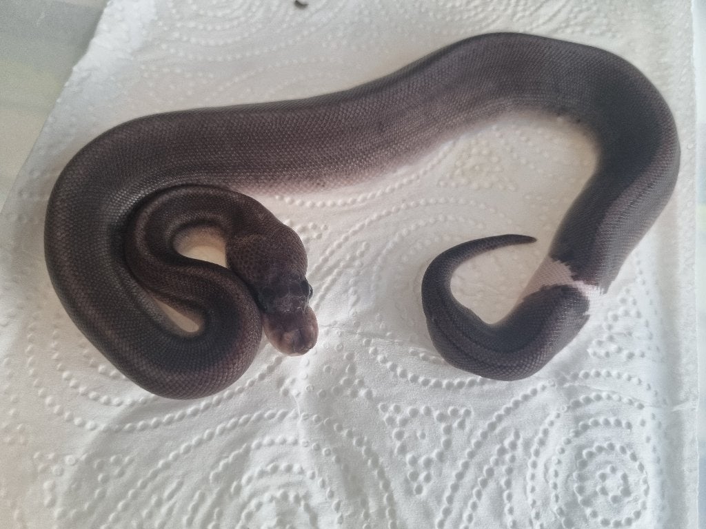 0.1 8 ball ( clown gravel spotnose ) koningspython Ball Python photo 5