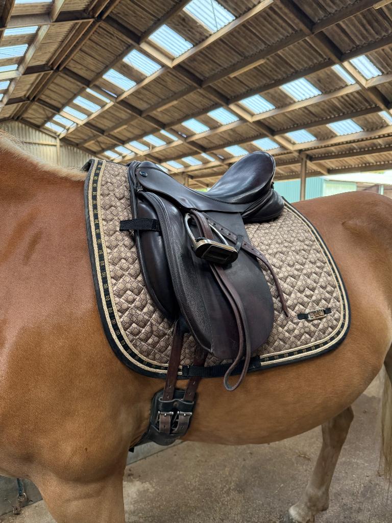 Euroriding Diamant 16,5 inch bruin, Animaux & Accessoires, Enlèvement ou Envoi, Utilisé, Dressage