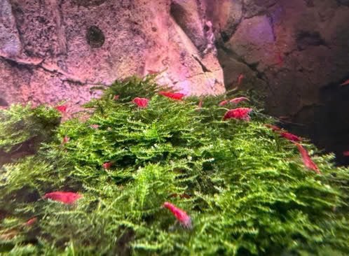Rode Vuurgarnalen - Neocaridina - Red Cherry, Dieren en Toebehoren, Ophalen