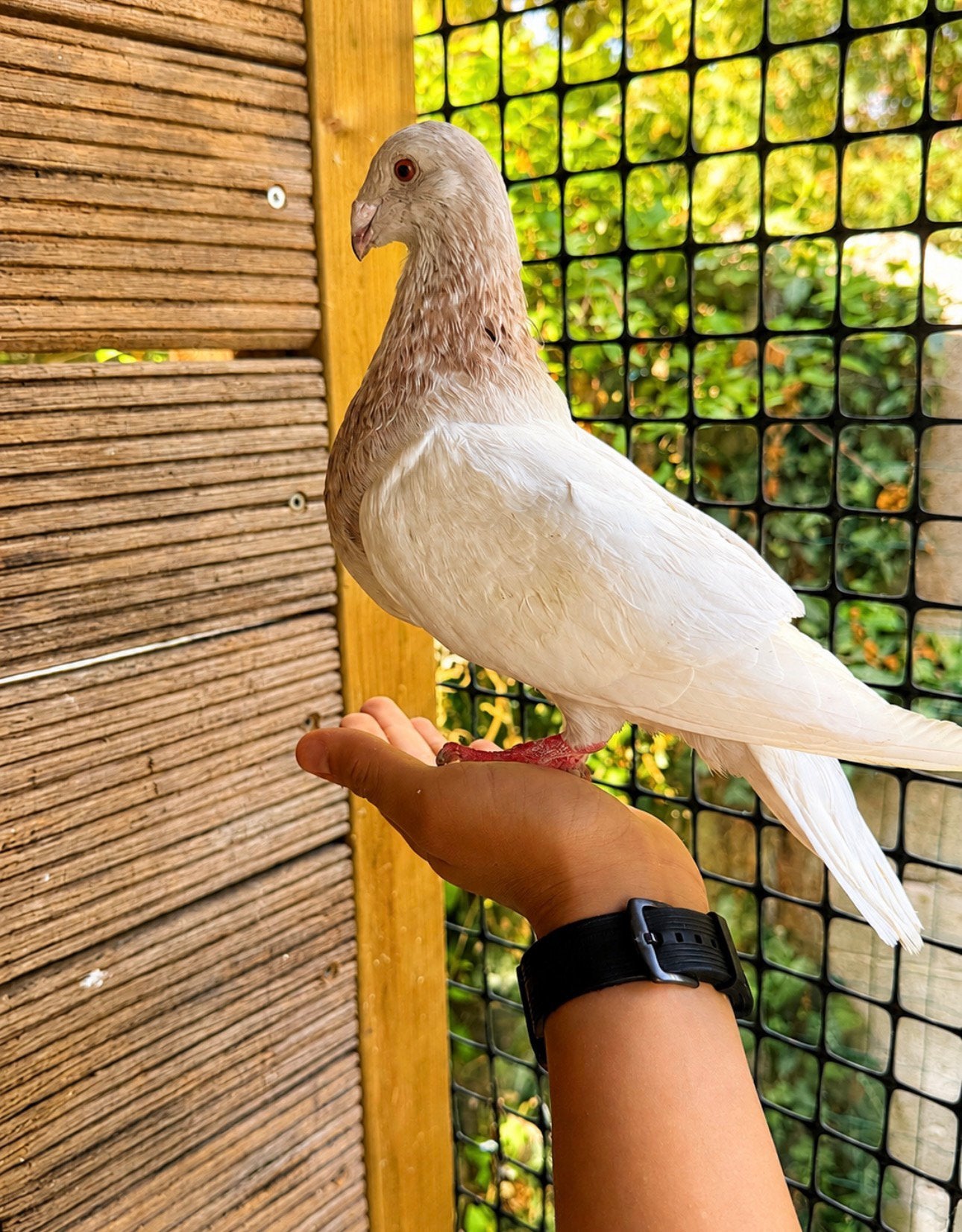 Pigeon Jiennense, Animaux & Accessoires, Nourriture pour Animaux, Enlèvement ou Envoi