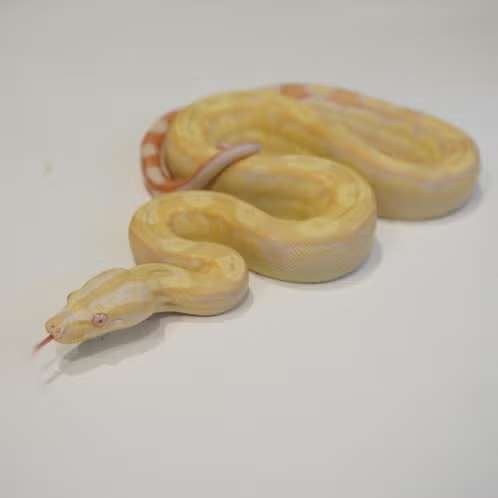 boa constrictor 'albino motley' vrouw., Dieren en Toebehoren, Reptielen en Amfibieën, Slang, 0 tot 2 jaar