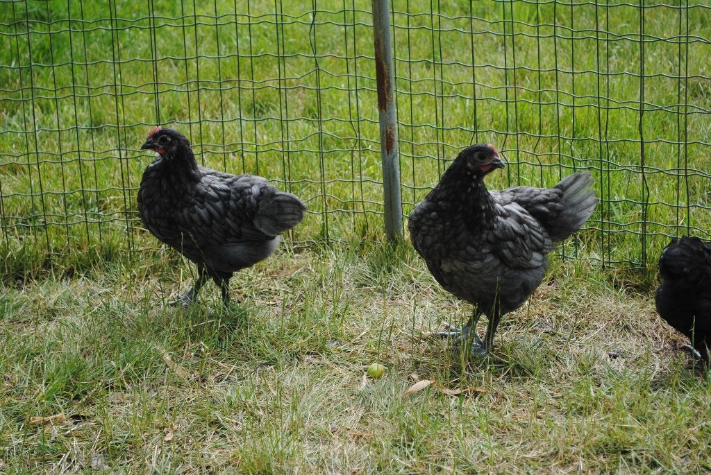 jonge australorp hanen, Mâle, Poule ou poulet