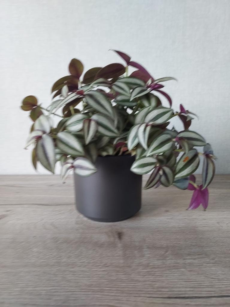 Kamerplant MET stenen buitenpot, Enlèvement
