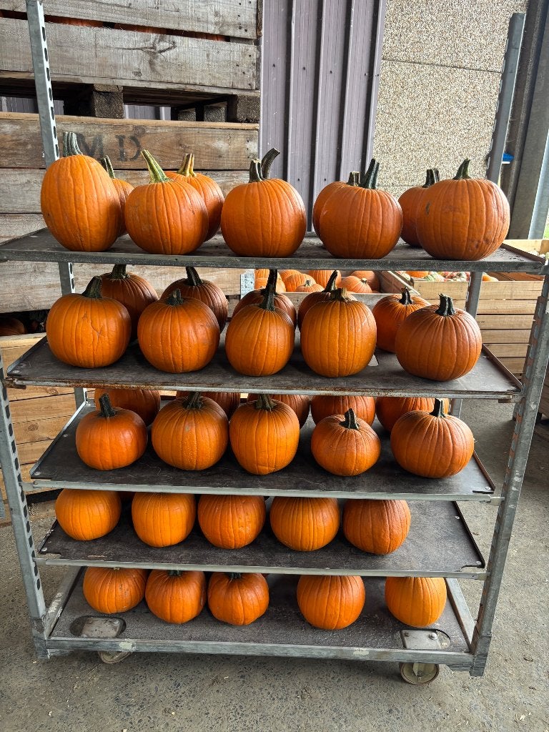 Citrouilles d'Halloween, Enlèvement