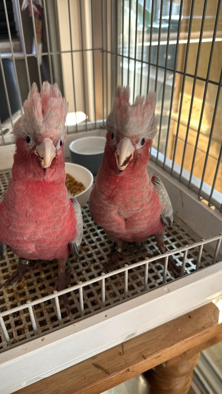 Roze kaketoe, Dieren en Toebehoren, Vrouwelijk, Geringd
