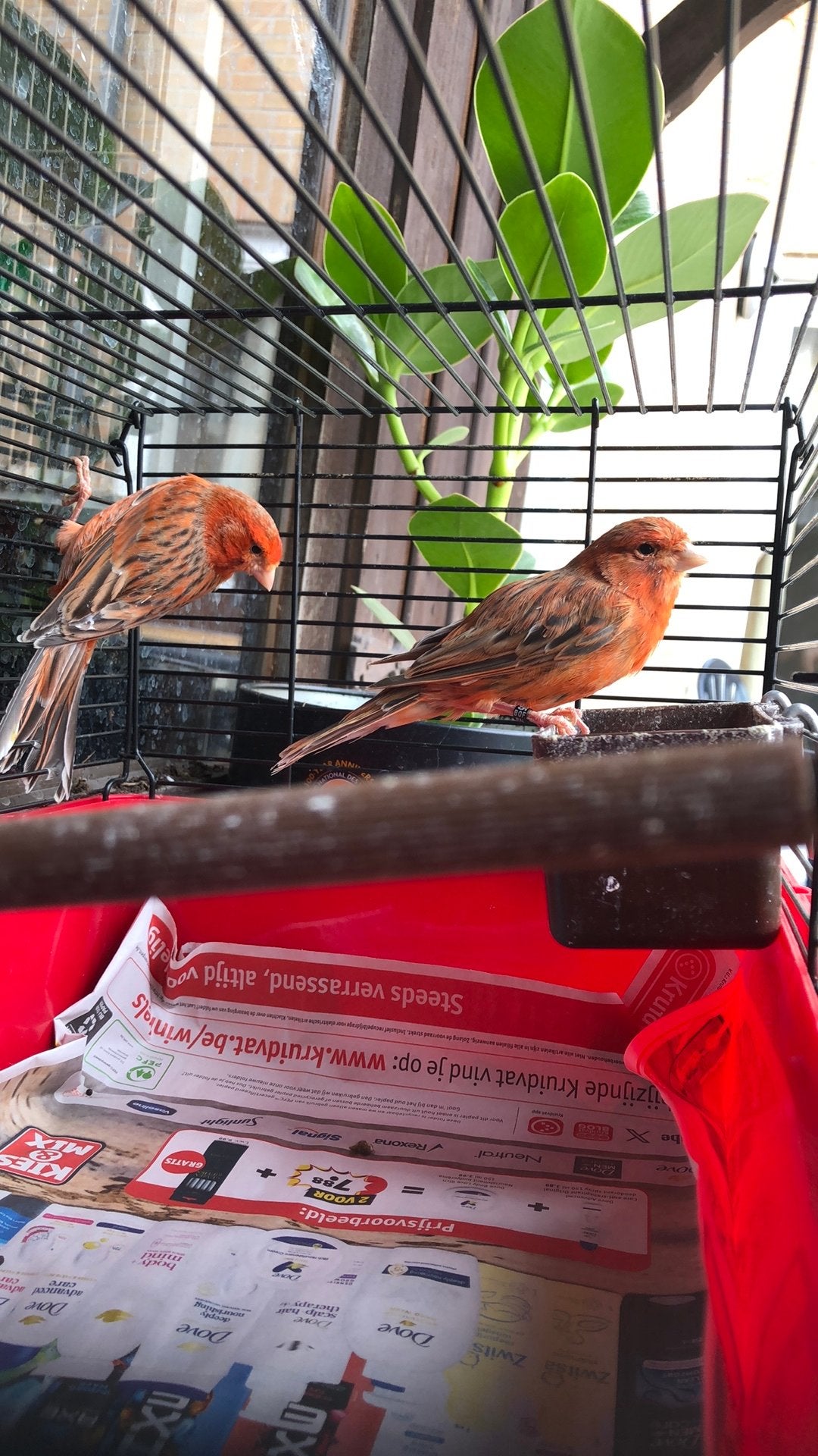 Kanaries koppel, Dieren en Toebehoren, Vogels | Kanaries