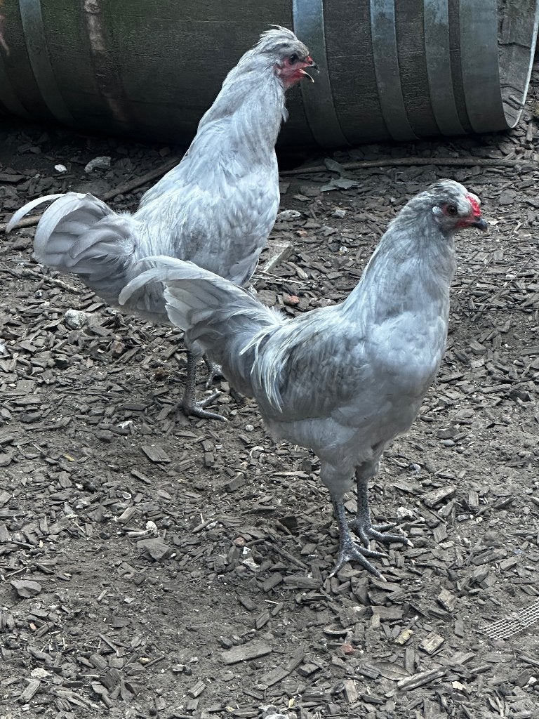 2 Araucana hanen, Dieren en Toebehoren, Mannelijk, Kip