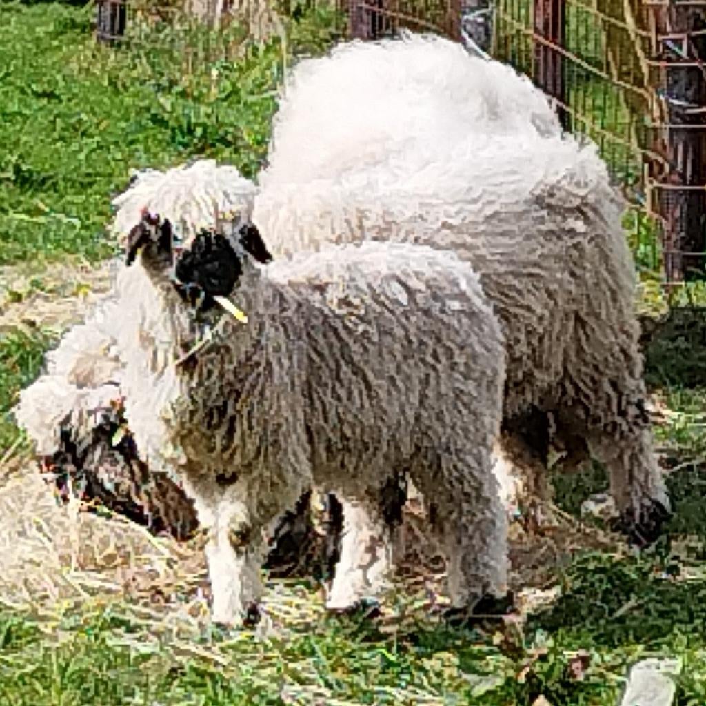 Walliser Schwarznase ooien TE KOOP, Femelle, Mouton, 0 à 2 ans