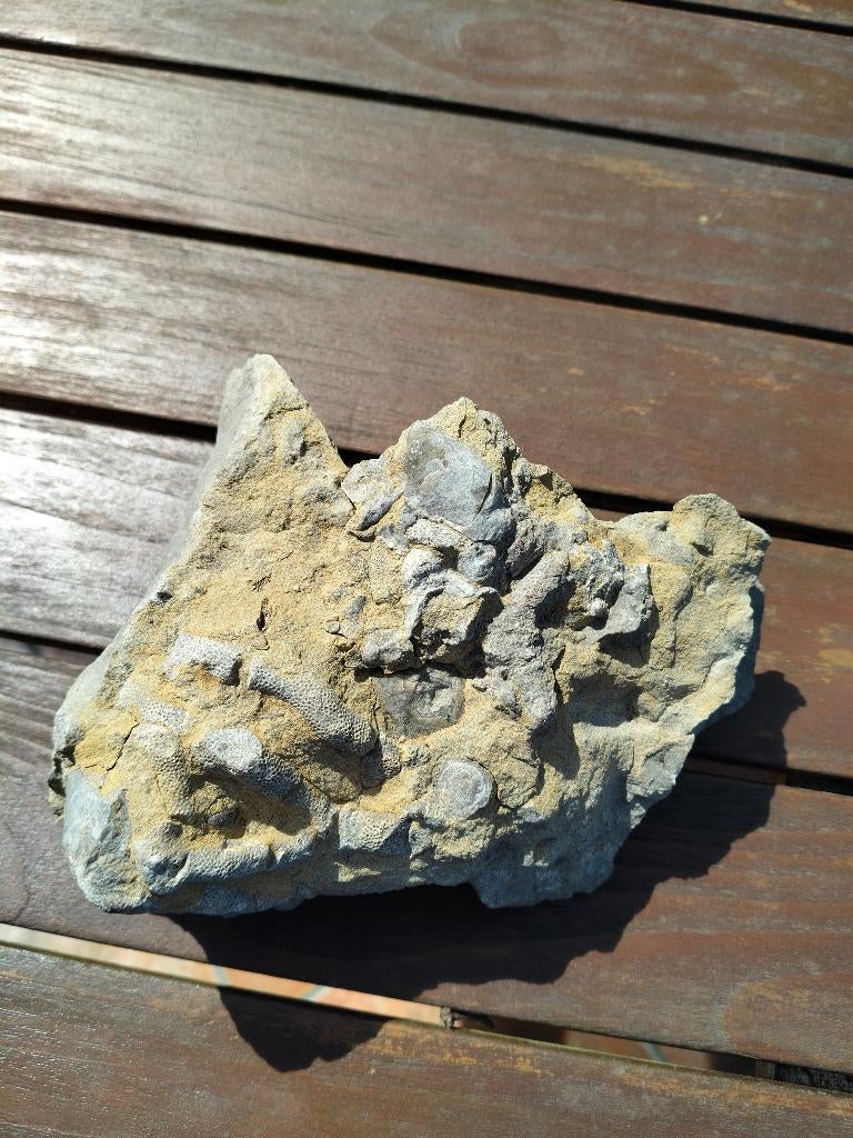 2 grote fossielen, Verzamelen, Mineralen en Fossielen, Ophalen of Verzenden, Fossiel