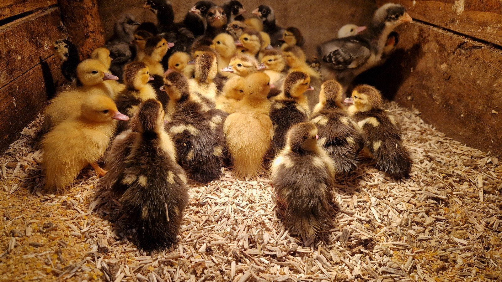 barberie eenden eendagskuikens, Meerdere dieren, Eend
