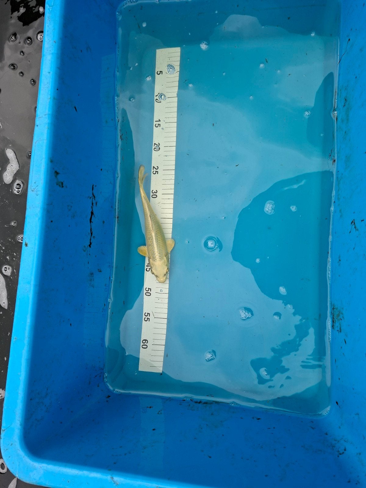 Japanse koi Mukashi ogon, Dieren en Toebehoren, Vissen | Vijvervissen, Karper of Koi