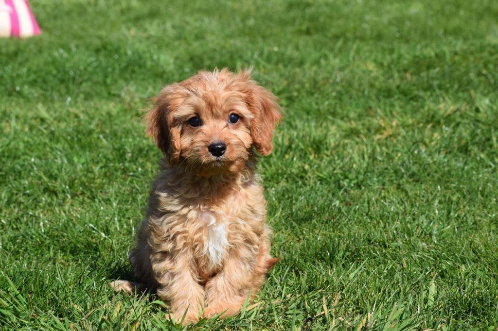 Cavapoo pups, Dieren en Toebehoren, Honden | Niet-rashonden, Middel, Meerdere dieren, Fokker | Professioneel, Meerdere, Buitenland
