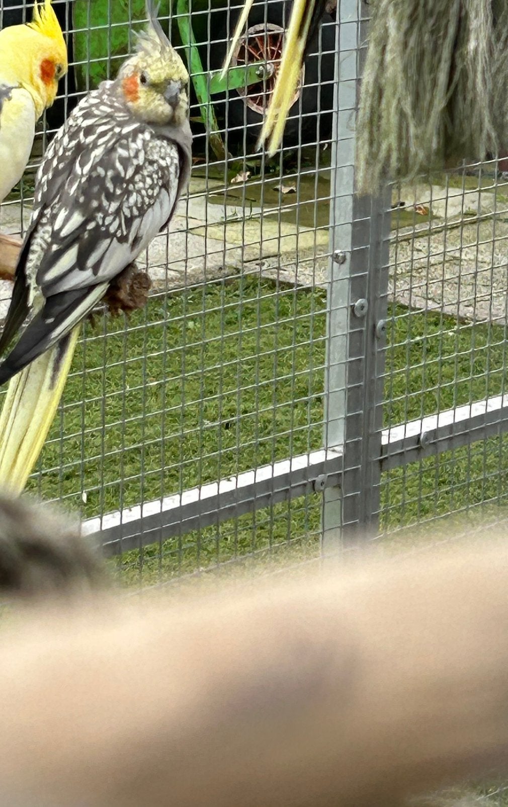 Valkparkieten, Dieren en Toebehoren, Meerdere dieren, Parkiet, Geringd