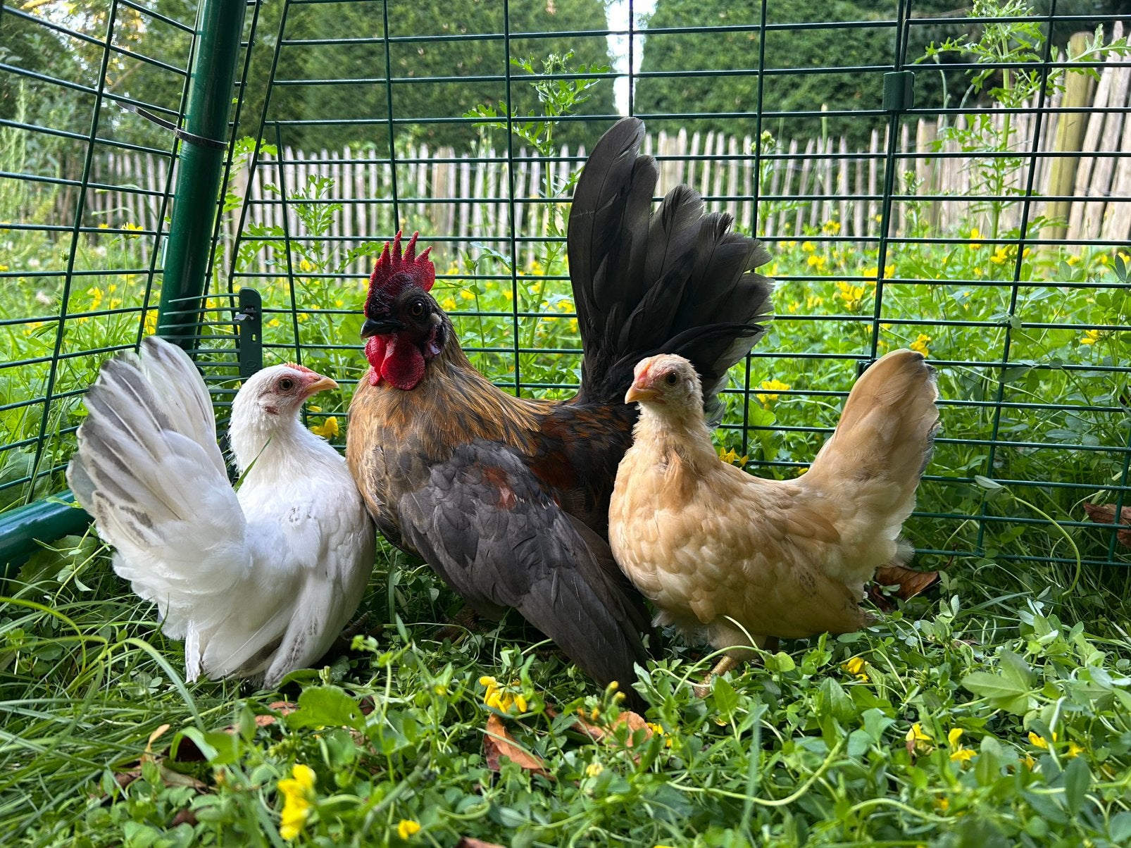 Trio chabo kippen, Meerdere dieren, Kip