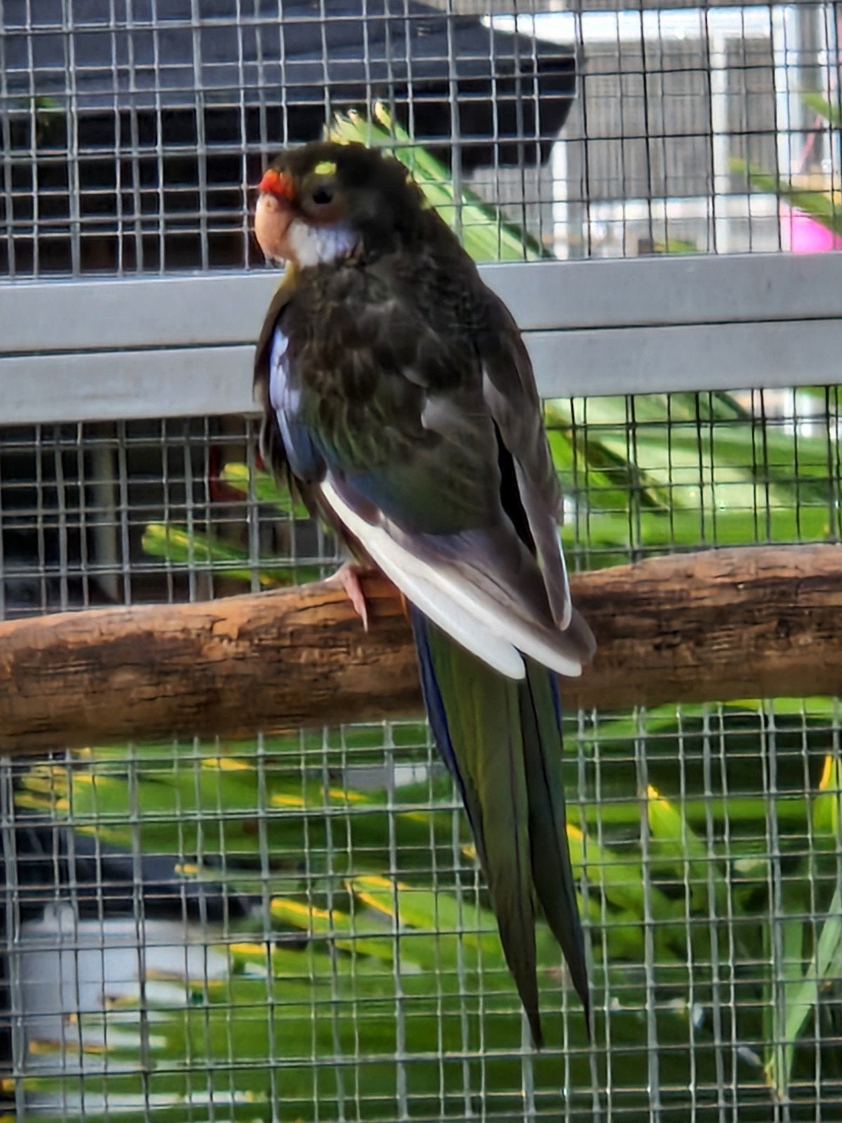 rosella, Mâle, Perruche, Bagué