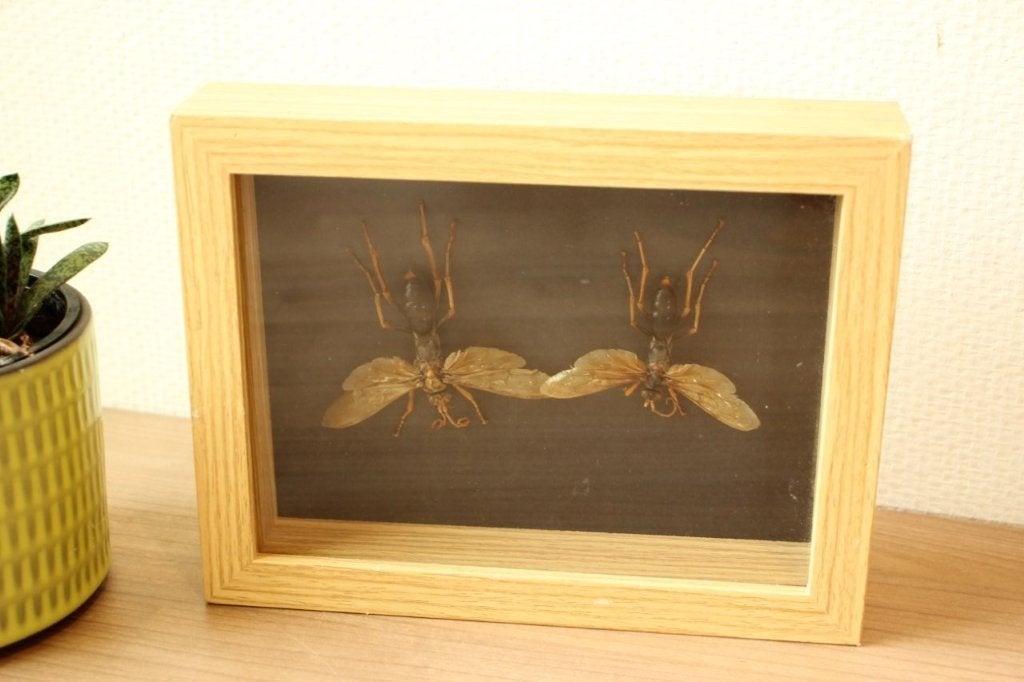 Taxidermie kader met roofkrekels, Verzamelen, Ophalen of Verzenden, Gebruikt, Insect, Opgezet dier