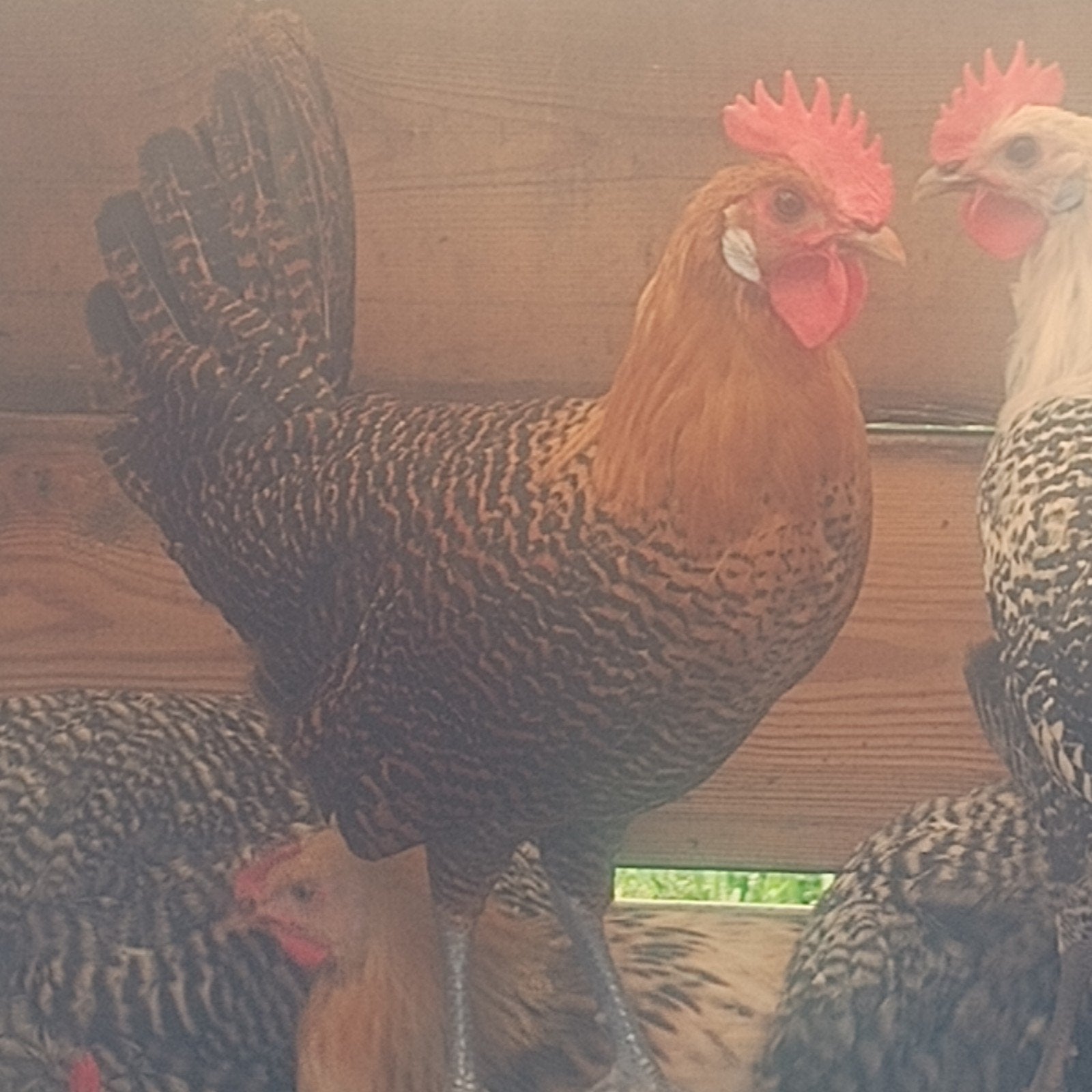 Kempis hoen haan goud, Dieren en Toebehoren