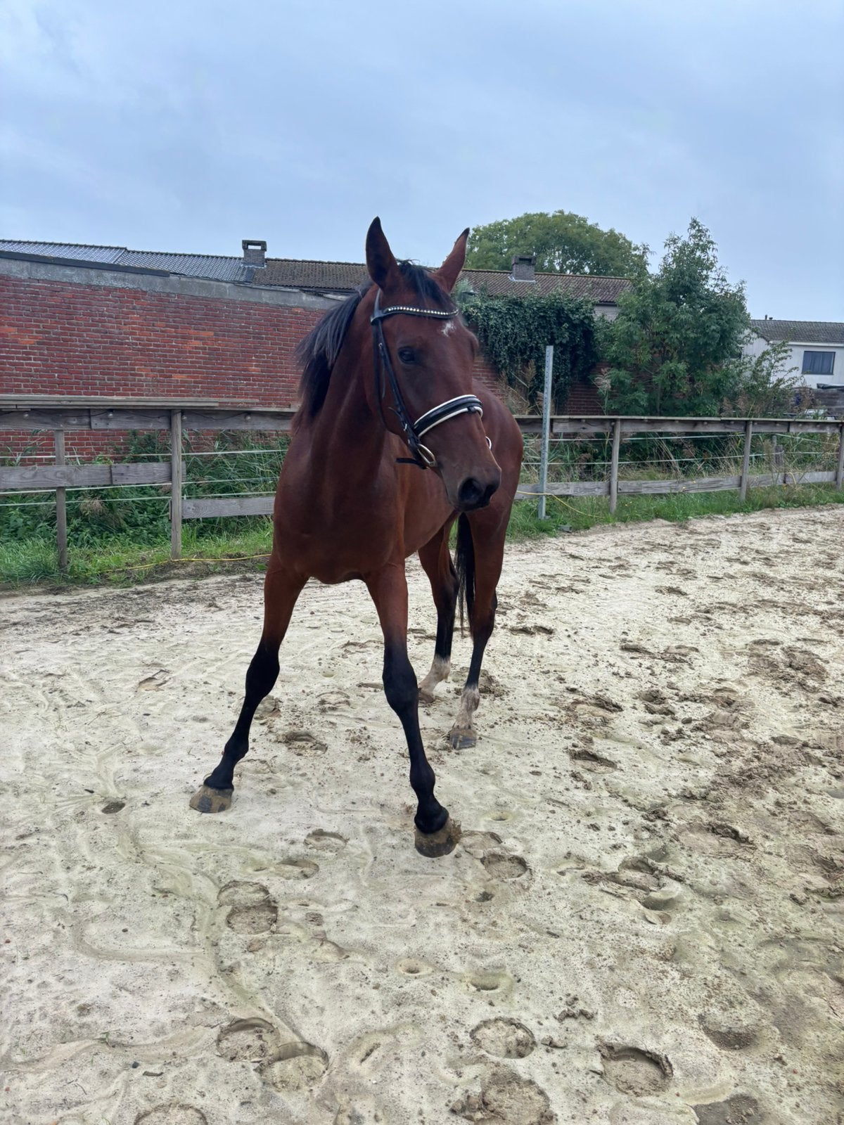 3jarig springpaard, Ruin, M, Springpaard