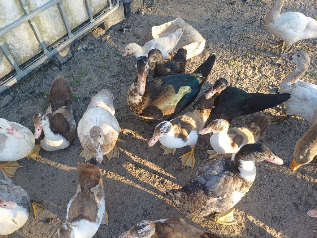 Barbrieeenden, Animaux & Accessoires, Volatiles, Plusieurs animaux, Canard