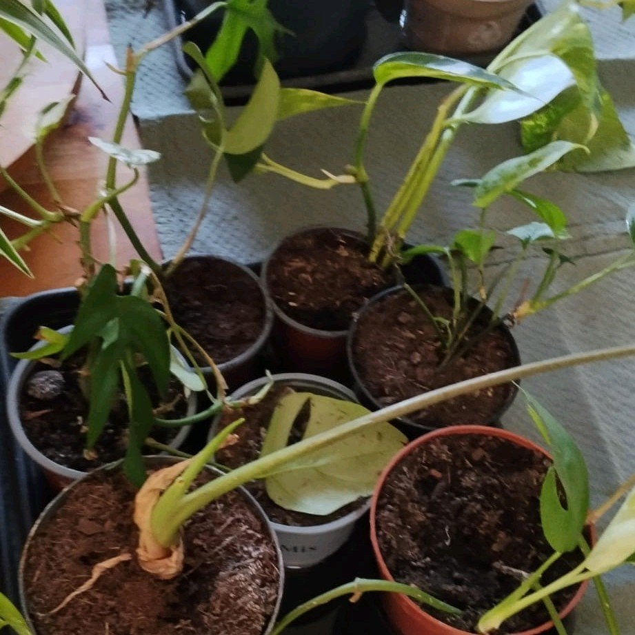 allerlei kamerplanten aan 1 en 2 euro of ruilen, Enlèvement