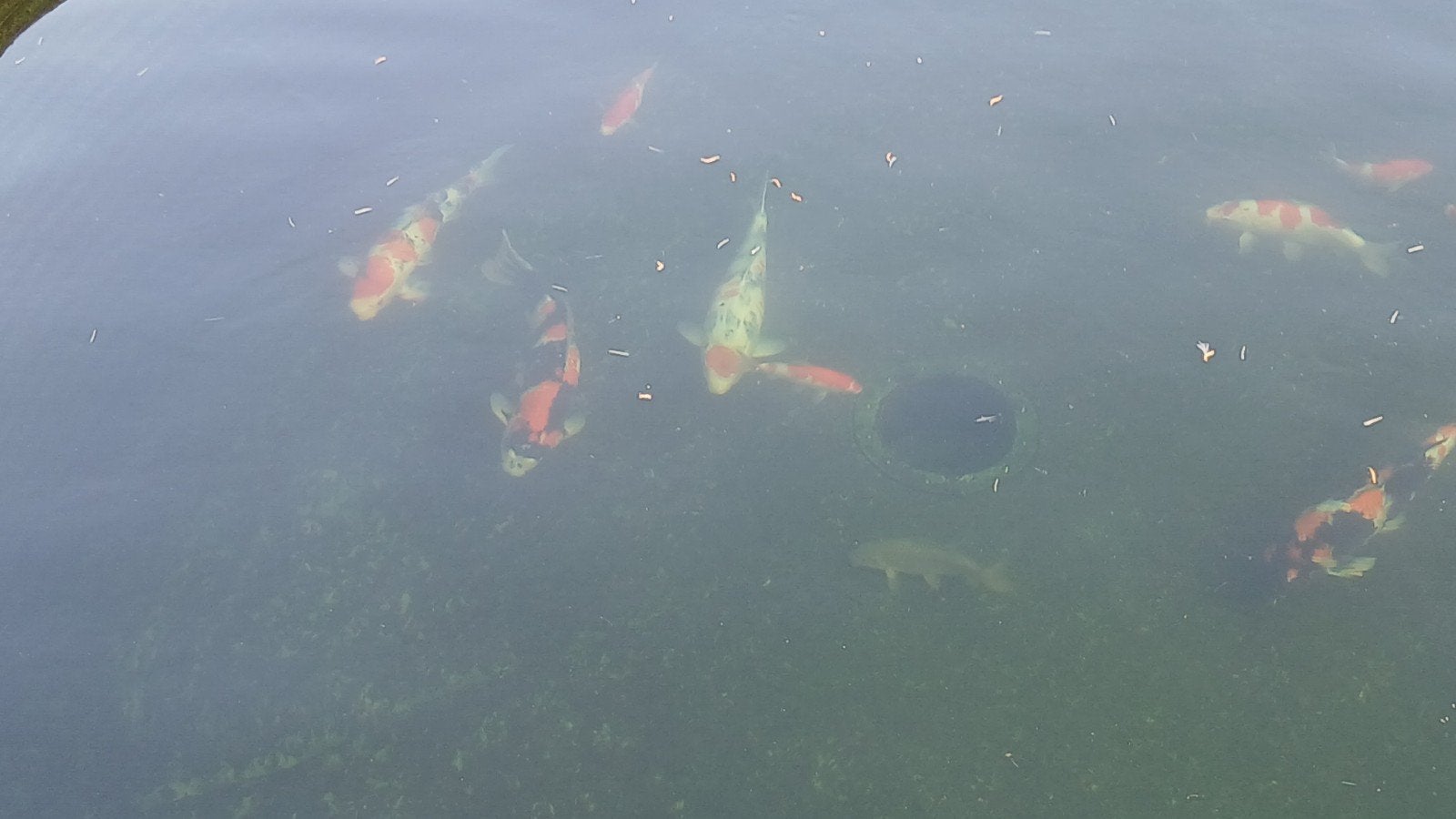 Koi showa sekiguchi, Dieren en Toebehoren, Vissen | Vijvervissen