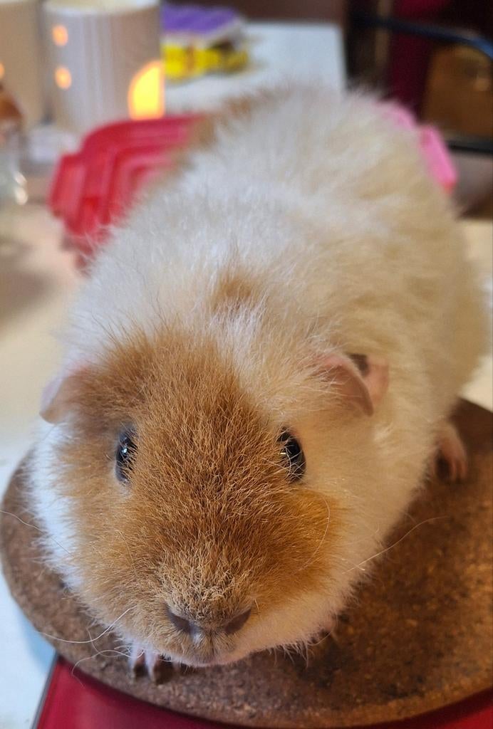 US Teddy beertje van Juni 2025, Dieren en Toebehoren, Knaagdieren, Mannelijk, Cavia, Juni, Tam