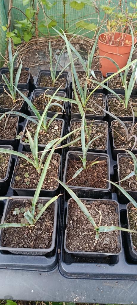 Yucca filifera, Tuin en Terras, Planten | Tuinplanten, Ophalen