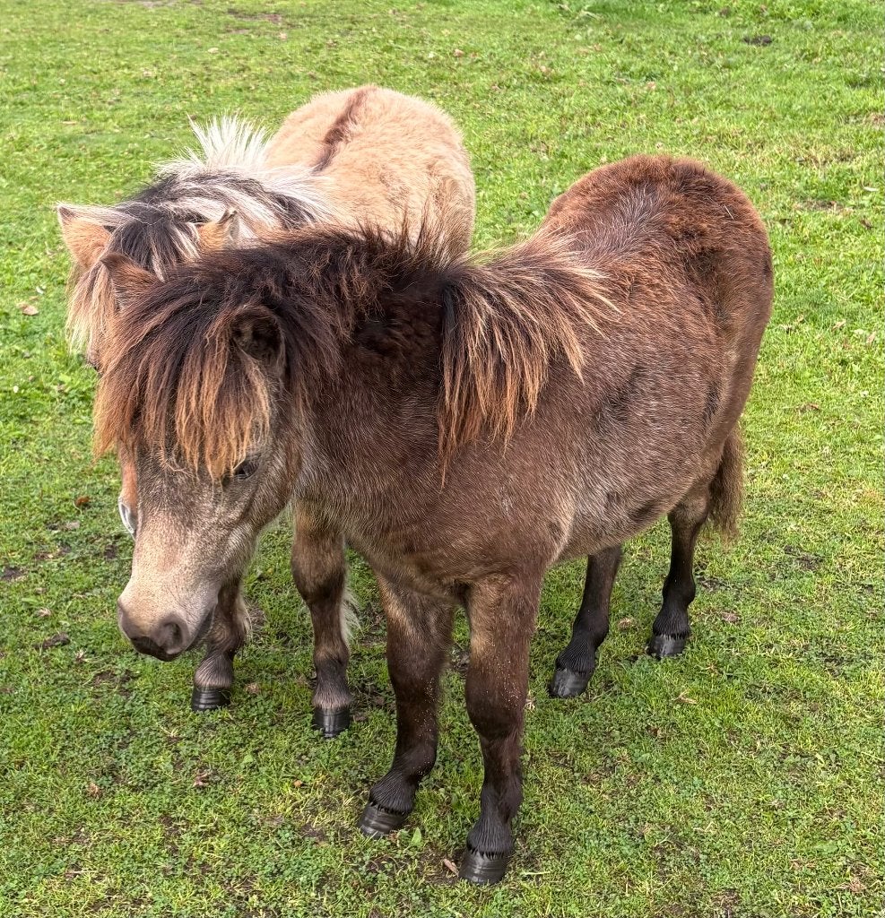 Twee hengsten veulens valkjes, Met stamboom, Niet van toepassing, 0 tot 2 jaar, Hengst