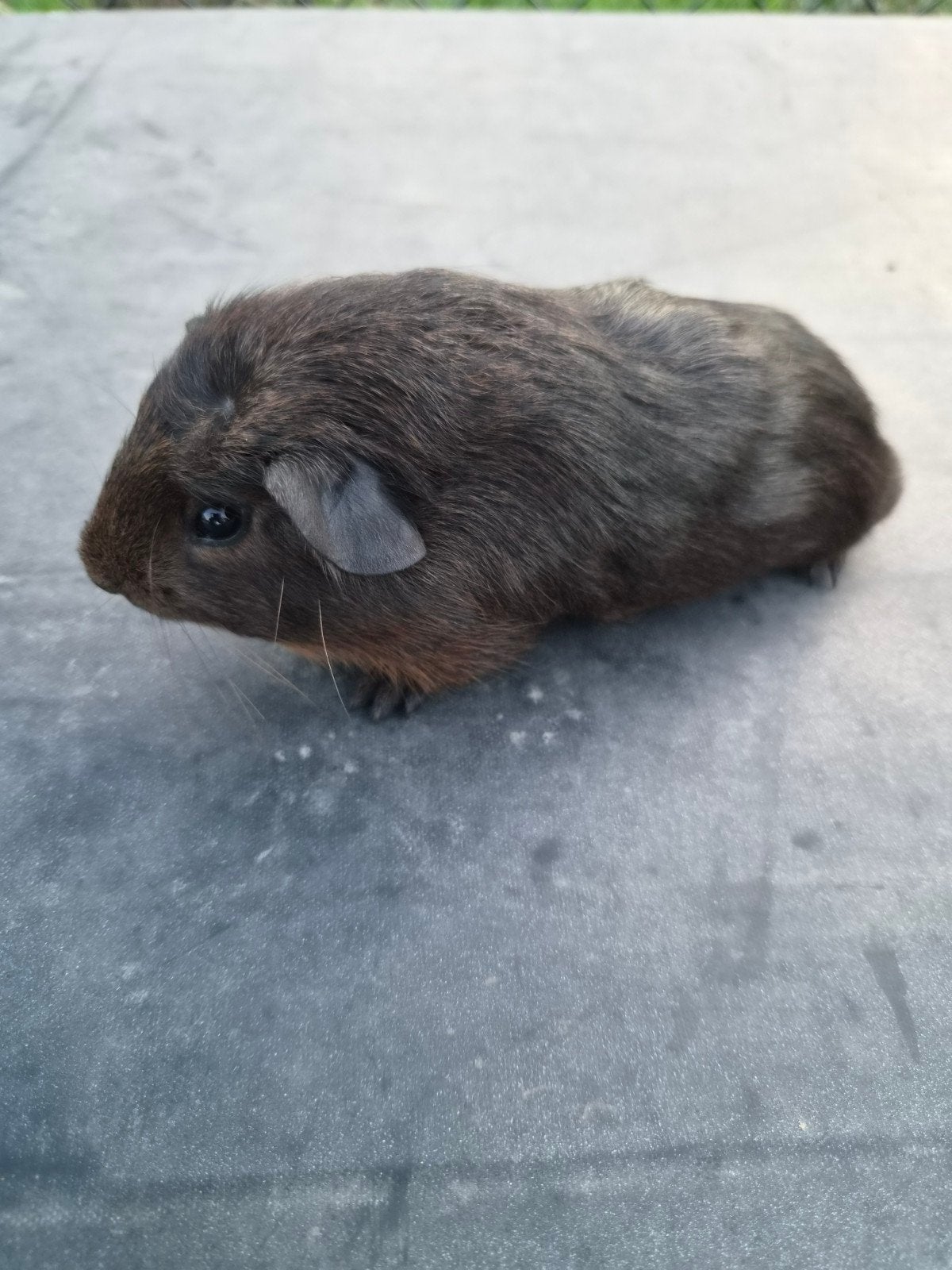 Cavia beertje, Animaux & Accessoires, Rongeurs, Août, Mâle, Domestique, Cobaye