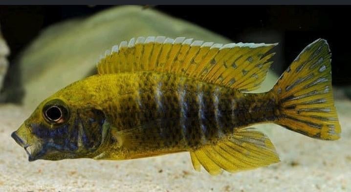 Aulonocara baenschi benga M 9 cm, Dieren en Toebehoren, Vissen | Aquariumvissen