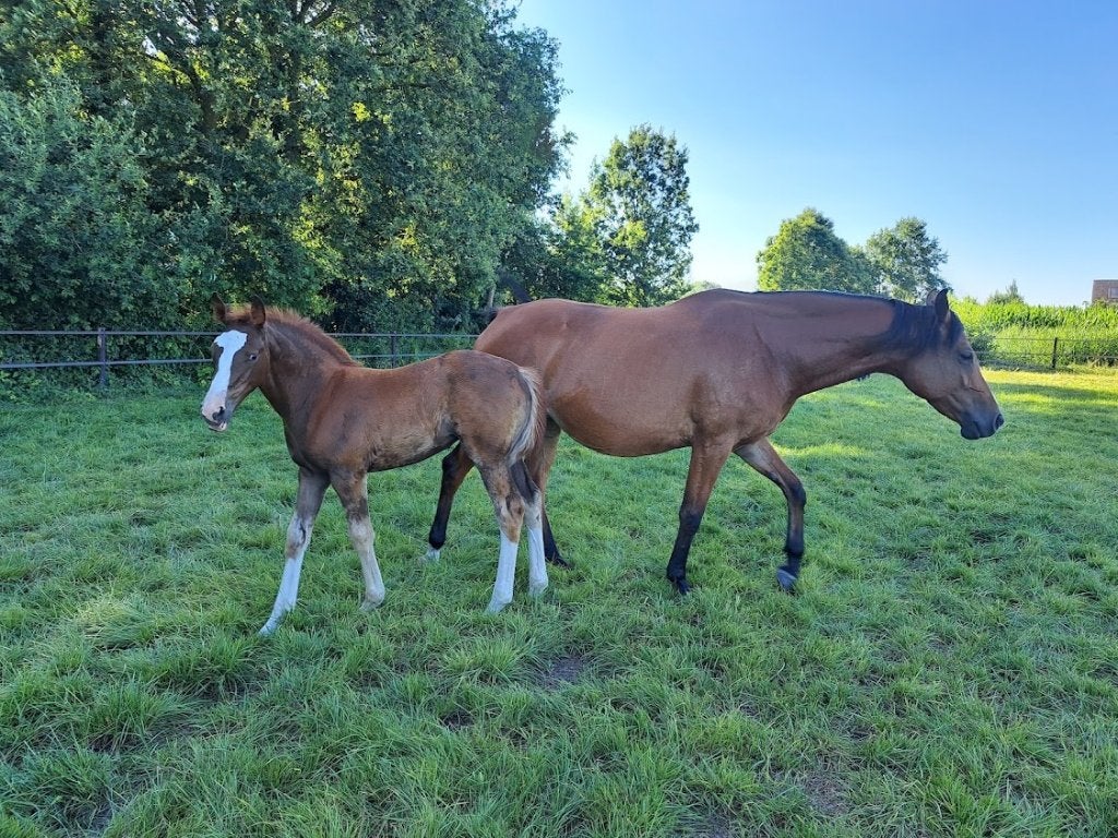6jarige merrie, Merrie, Met stamboom, Springpaard, Zadelmak