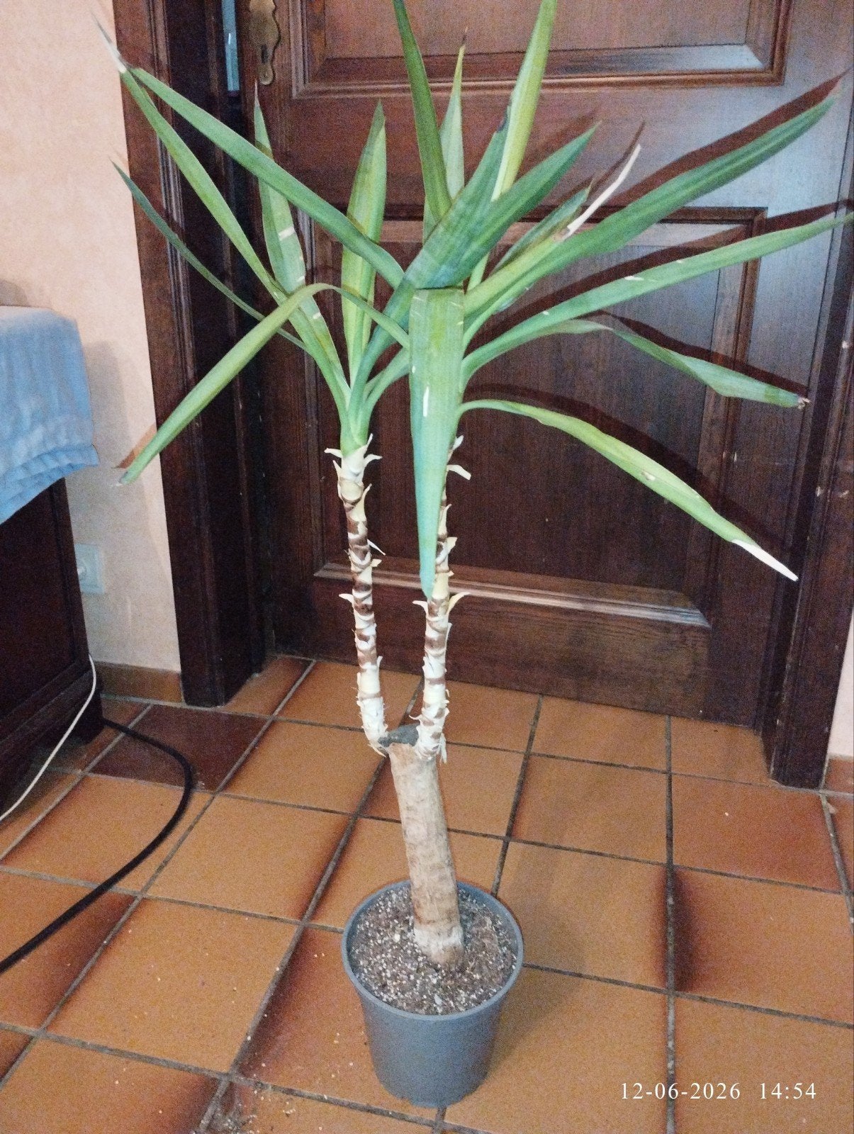 1 meter hoge Yukka Plant in pot, lichte zonne schade, Jardin & Terrasse, Plantes | Arbres, Enlèvement, En pot