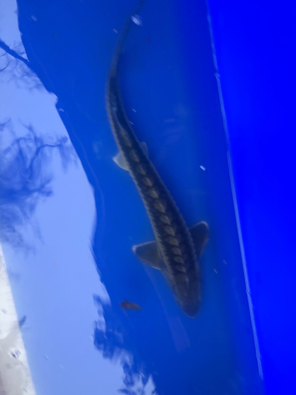 Gratis 40 cm steur, Dieren en Toebehoren, Steur
