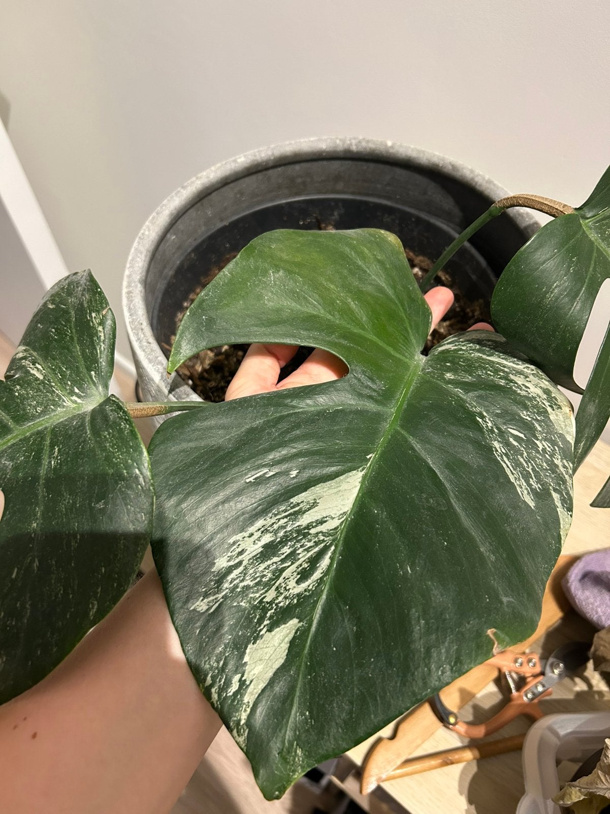 Monstera deliciosa albo 5, Enlèvement ou Envoi