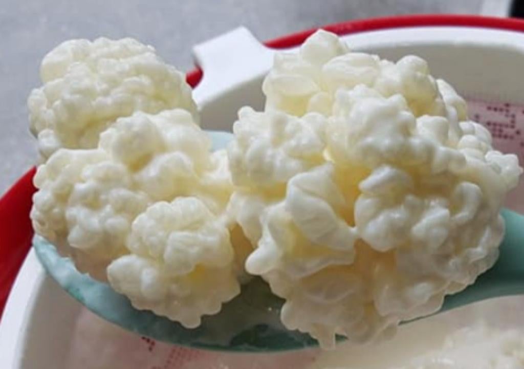 Kefir Melkkefir Yoghurtbloemetjes Te Koop Intermassa BV, Ophalen