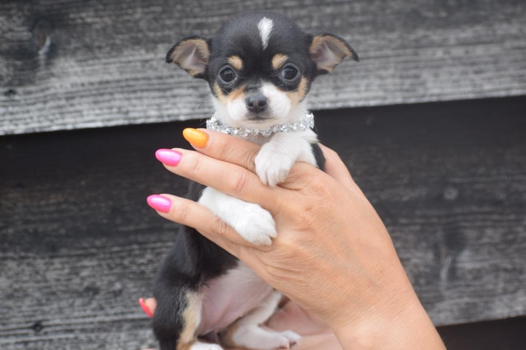 Chihuahua pups, Dieren en Toebehoren, Honden | Chihuahua's en Gezelschapshonden, Meerdere dieren, Chihuahua, Fokker | Professioneel