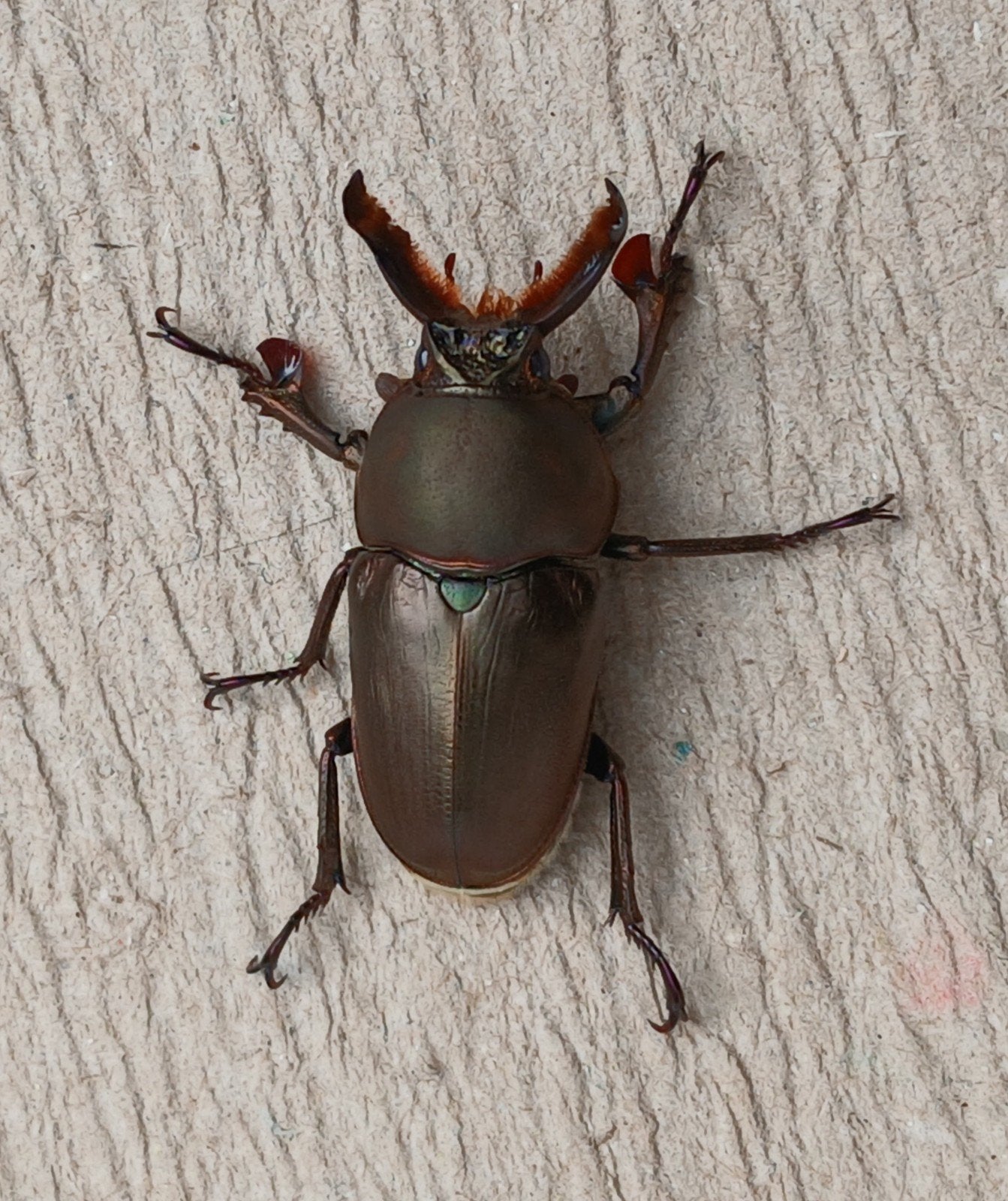 Lamprima adolphinae paar, Dieren en Toebehoren