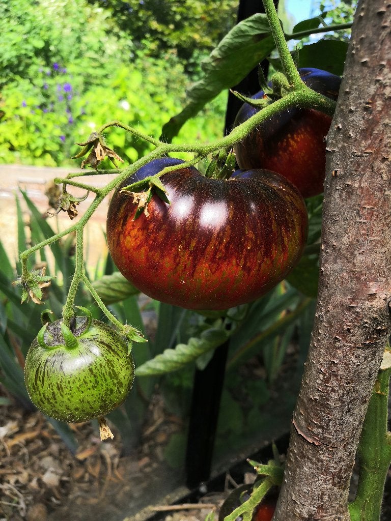 5 graines de tomates Dark Galaxy - culture biologique, Envoi, Printemps, Graine
