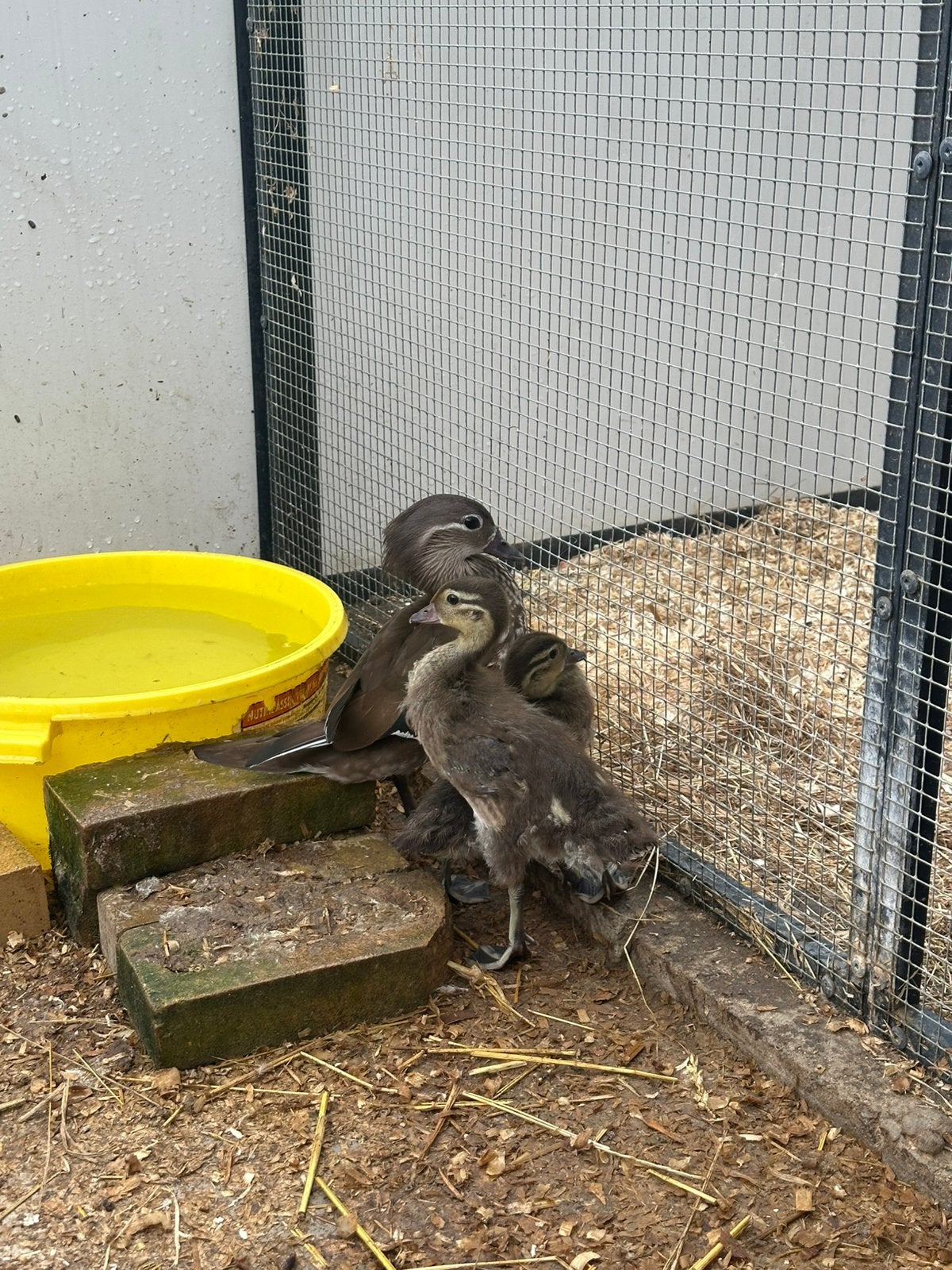 Mandarijn eendjes, Dieren en Toebehoren, Geslacht onbekend, Eend