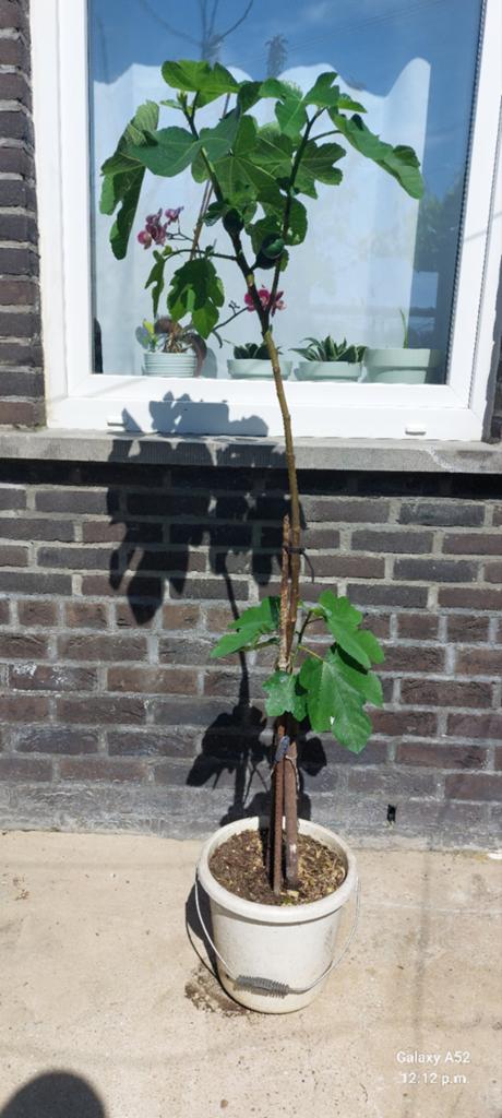 Vijgenbomen, Tuin en Terras, Planten | Bomen, Ophalen