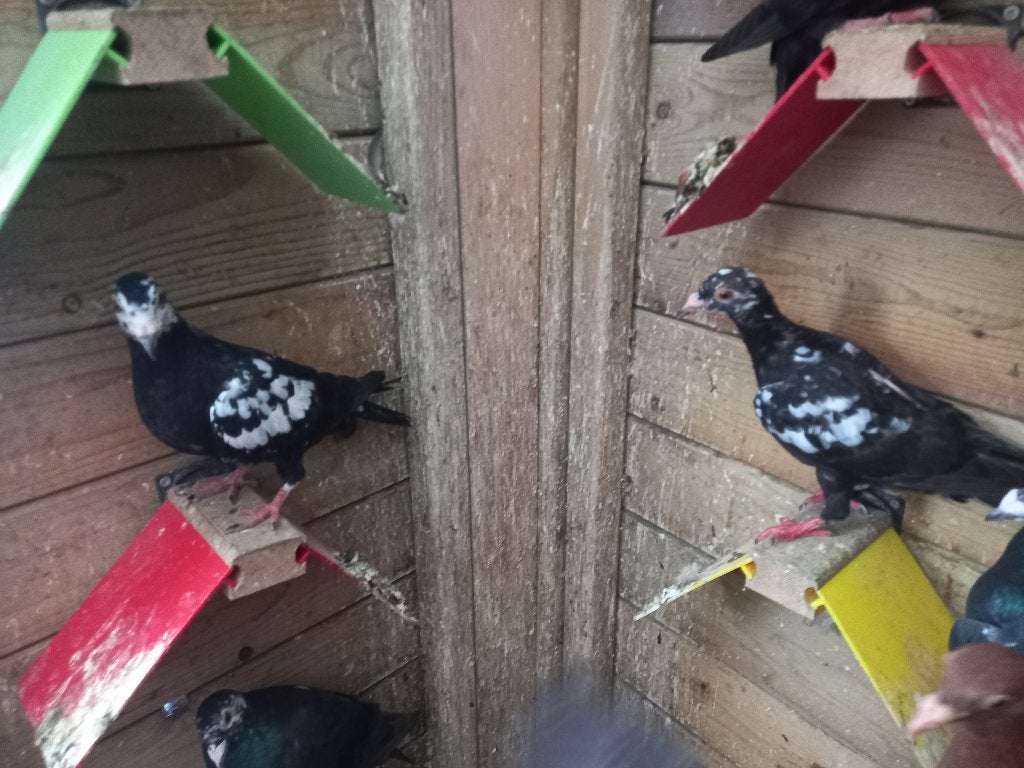 Kleurpostduiven, Plusieurs animaux, Pigeon voyageur