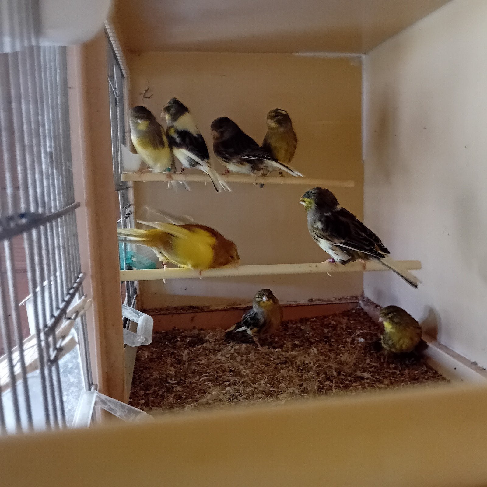 9 gloster poppen voor 90€, kuif en glad, leeftijd '21 tot 25, Dieren en Toebehoren, Vogels | Kanaries