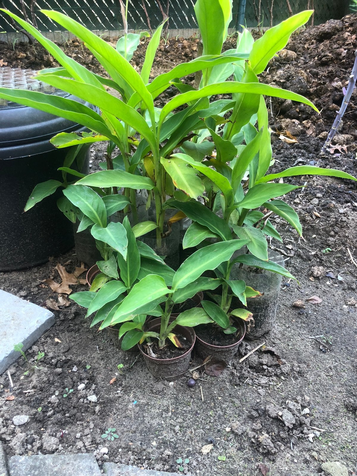Canna plantjes, Jardin & Terrasse, Enlèvement