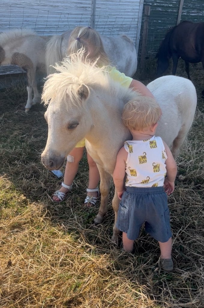 Amha hengst veulens, Dieren en Toebehoren, Paarden, Minder dan 160 cm, Met stamboom, Niet van toepassing, 0 tot 2 jaar