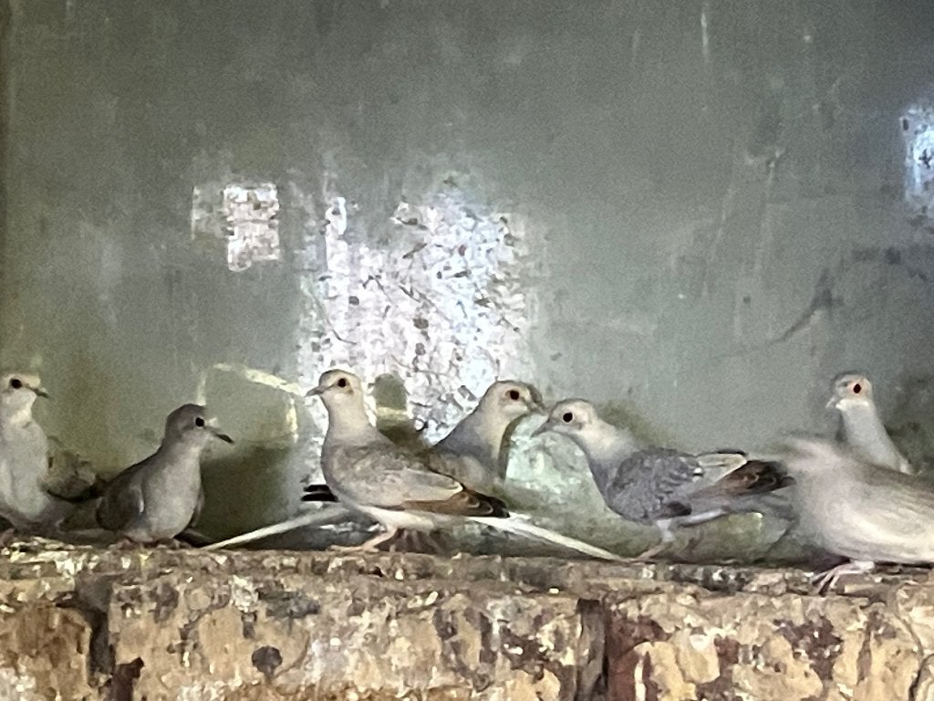 Diamantduiven, Dieren en Toebehoren, Meerdere dieren, Overige soorten