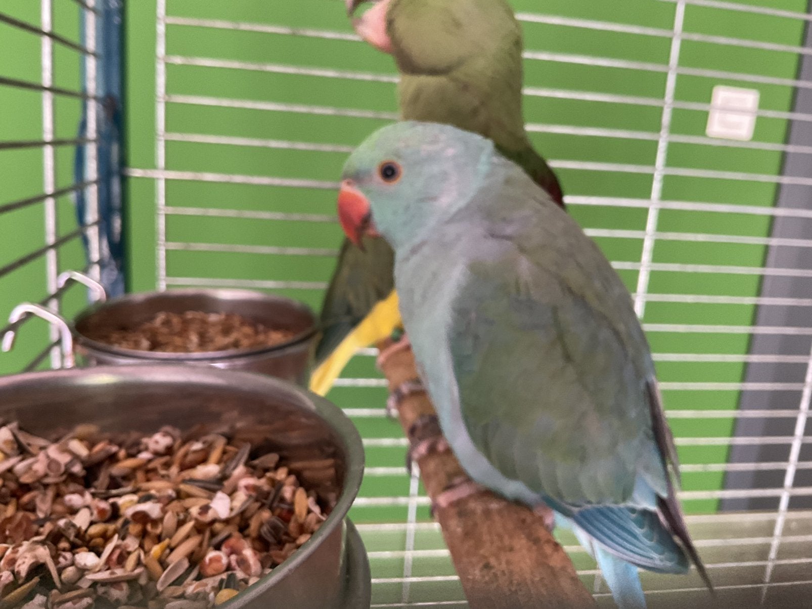 Halsband parkiet, Dieren en Toebehoren, Vogels | Parkieten en Papegaaien, Mannelijk, Parkiet, Geringd